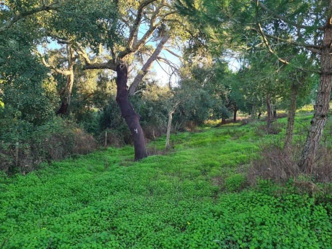 Quinta T3 para Venda em Grândola e Santa Margarida da Serra Foto 19