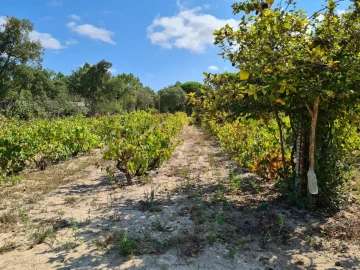 Quinta T3 para Venda em Melides