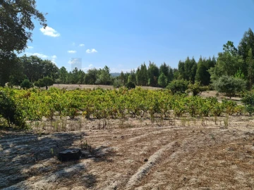 Quinta T3 para Venda em Melides