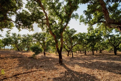 Quinta T3 para Venda em Melides
