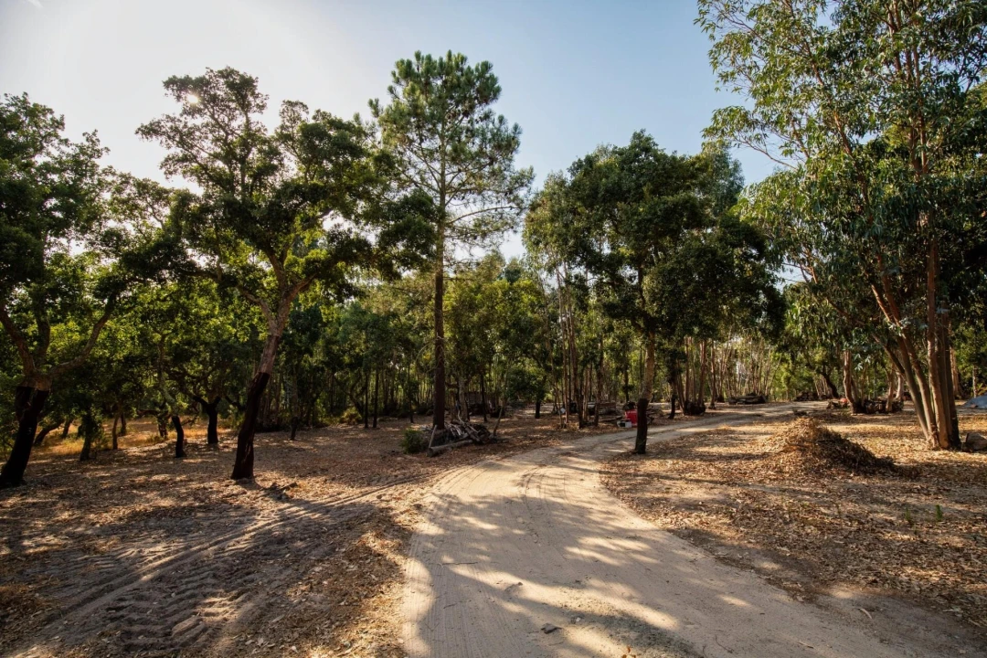 Quinta T3 para Venda em Melides Foto 11