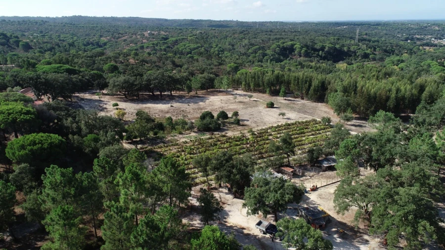Quinta T3 para Venda em Melides Foto 5