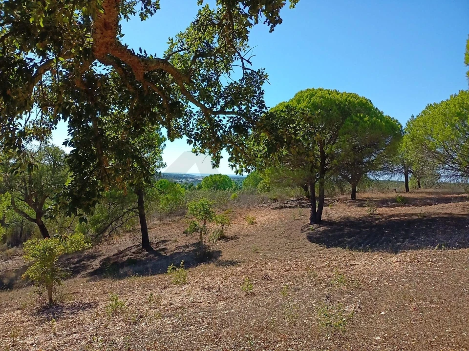 Quinta T3 para Venda em Melides Foto 3