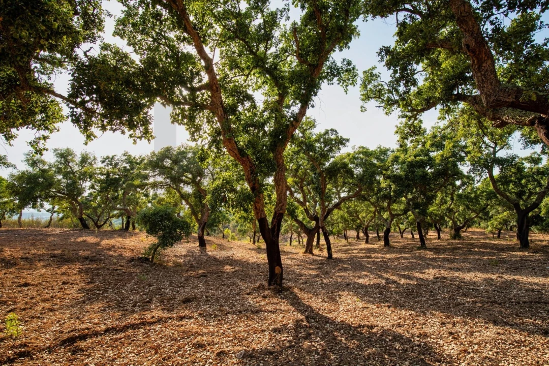 Quinta T3 para Venda em Melides Foto 15