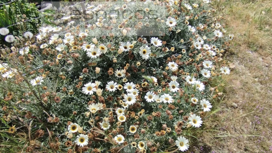 Quinta T2 para Venda em Castelo Branco Foto 29