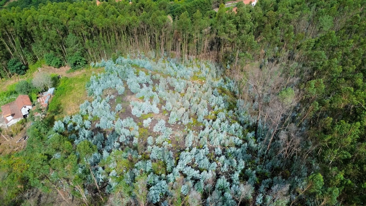 Terreno para Venda em Facha Foto 3