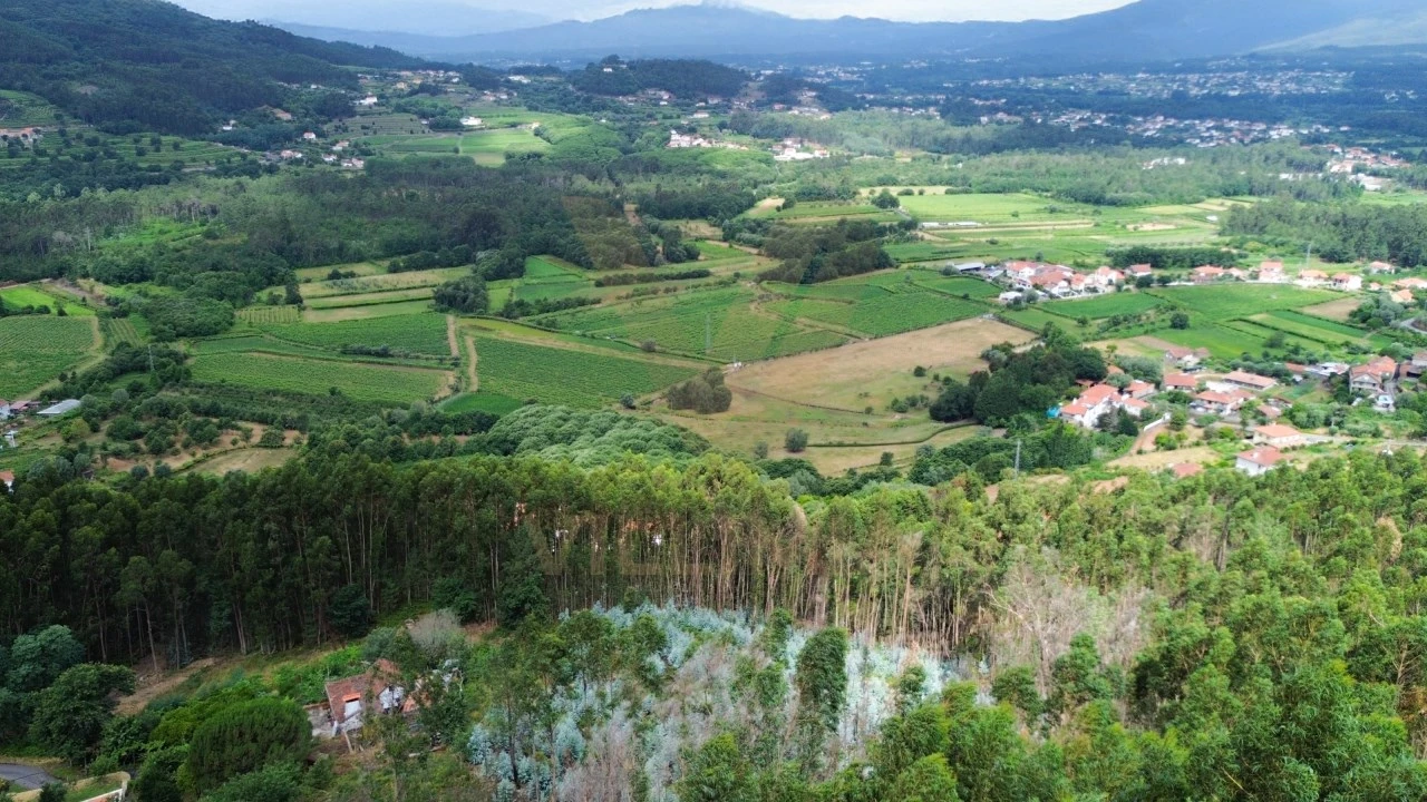 Terreno para Venda em Facha Foto 11