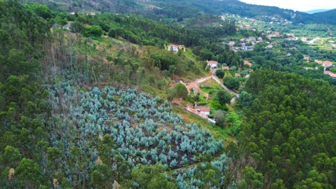 Terreno para Venda em Facha