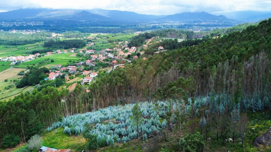 Terreno para Venda em Facha Foto 12