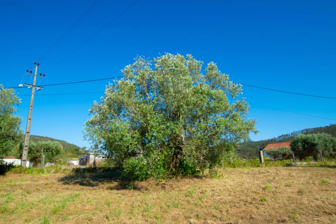 Terreno para Venda em Vila Cã Foto 7