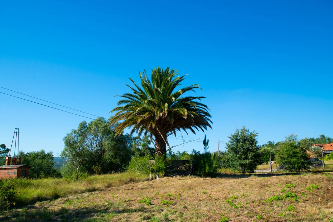 Terreno para Venda em Vila Cã Foto 15