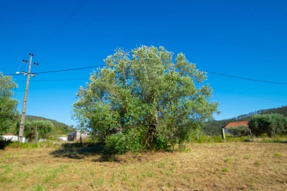 Terreno para Venda em Vila Cã