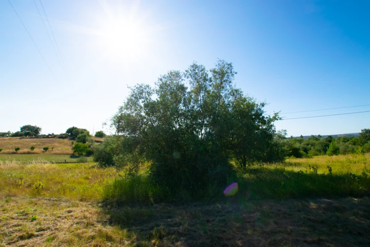 Terreno para Venda em Vila Cã Foto 6