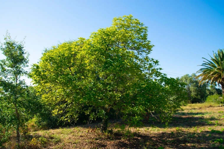 Terreno para Venda em Vila Cã Foto 10