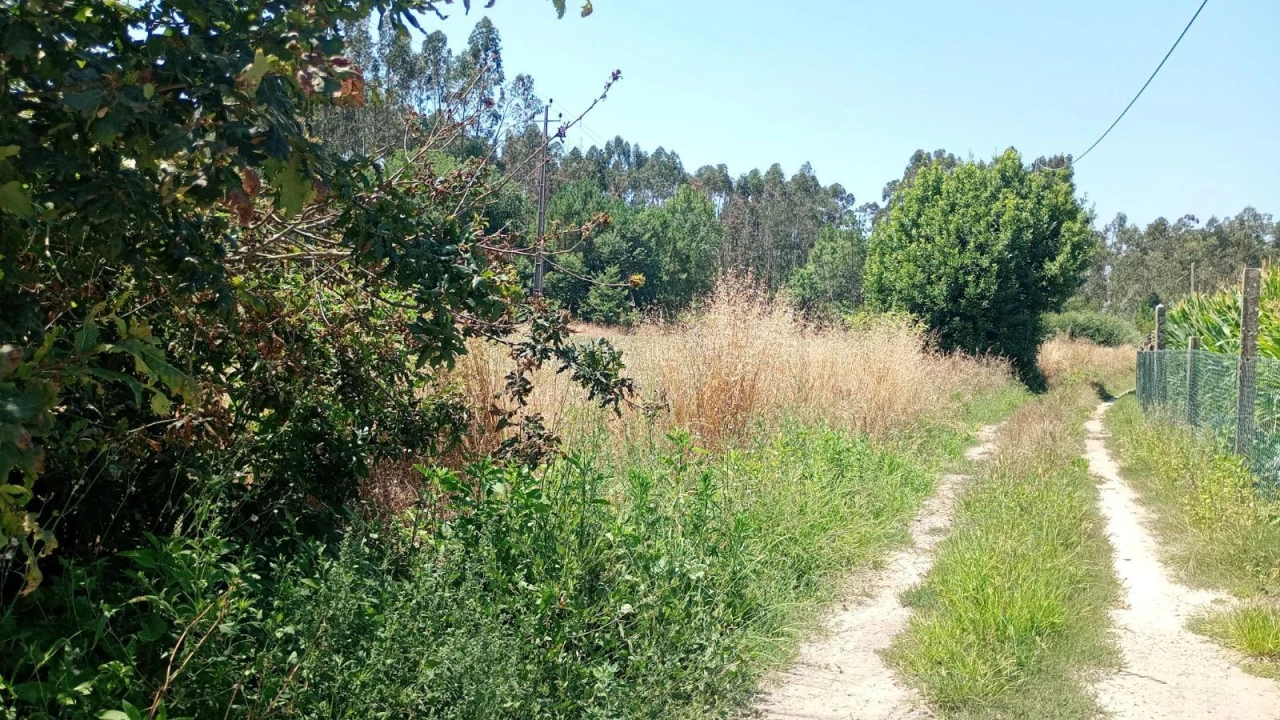 Terreno Agricola ou Rústico para Venda em Valega Foto 7