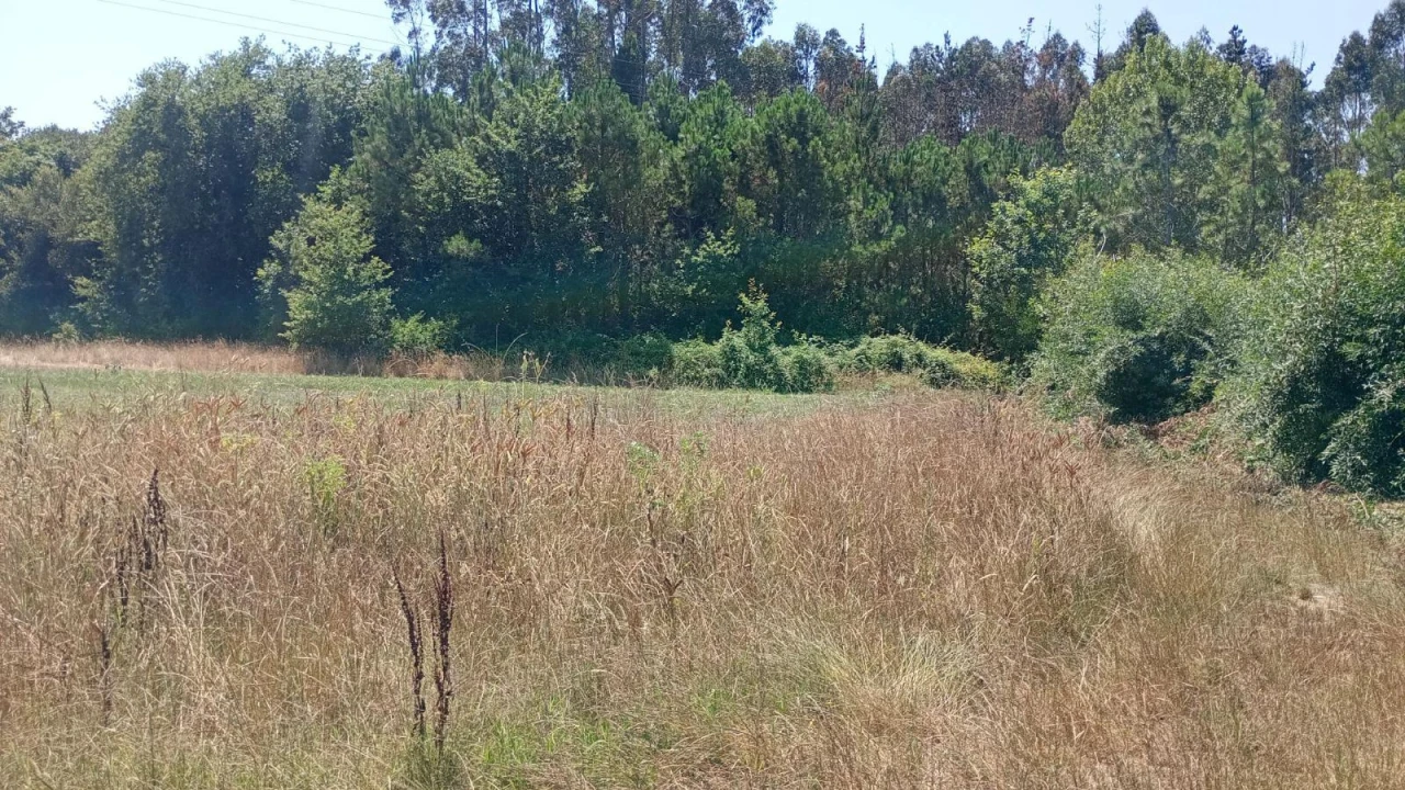 Terreno Agricola ou Rústico para Venda em Valega Foto 10