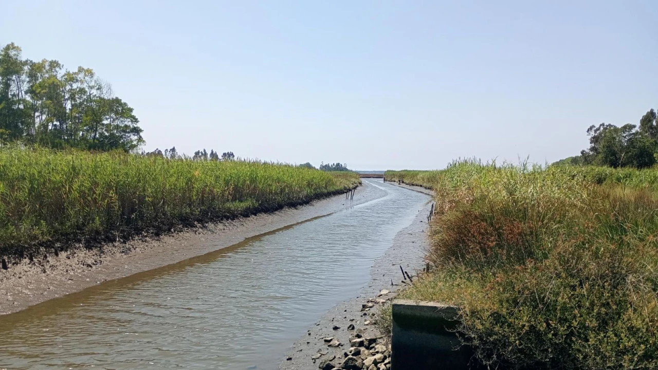 Terreno Agricola ou Rústico para Venda em Valega Foto 13