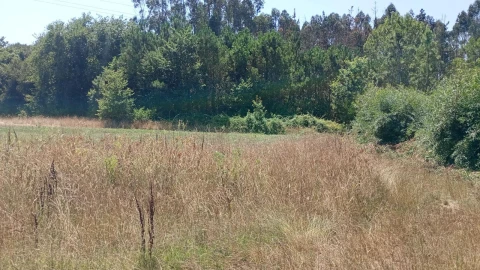 Terreno Agricola ou Rústico para Venda em Valega