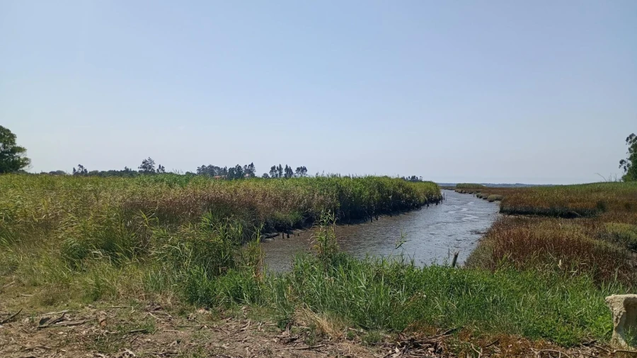 Terreno Agricola ou Rústico para Venda em Valega Foto 12