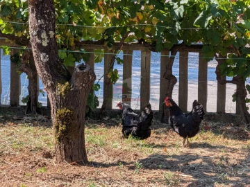 Moradia T4 para Venda em Cernache do Bonjardim, Nesperal e Palhais