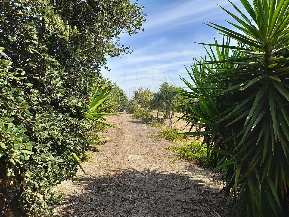 Terreno para Venda em Quinta do Anjo Foto 3