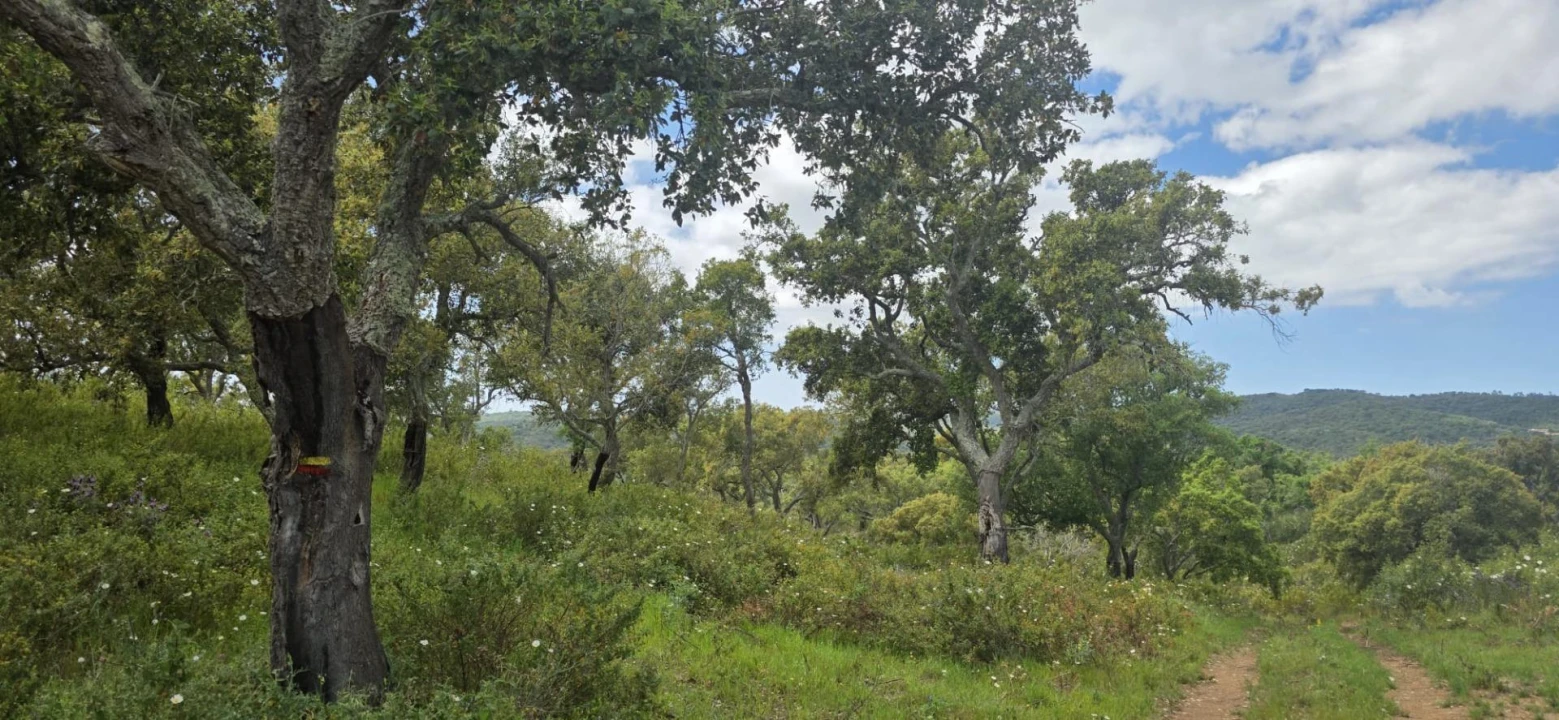 Moradia T1 para Venda em Grândola e Santa Margarida da Serra Foto 19
