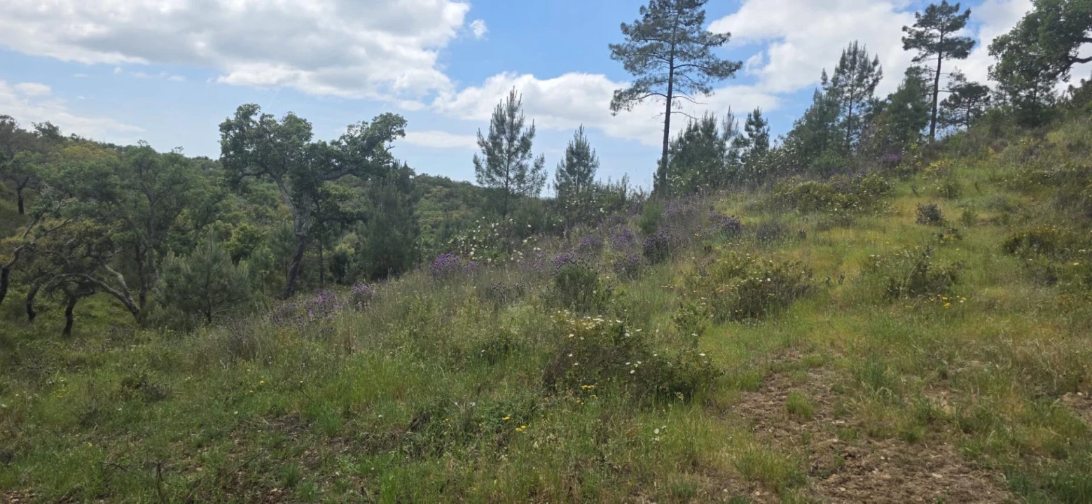 Moradia T1 para Venda em Grândola e Santa Margarida da Serra Foto 20