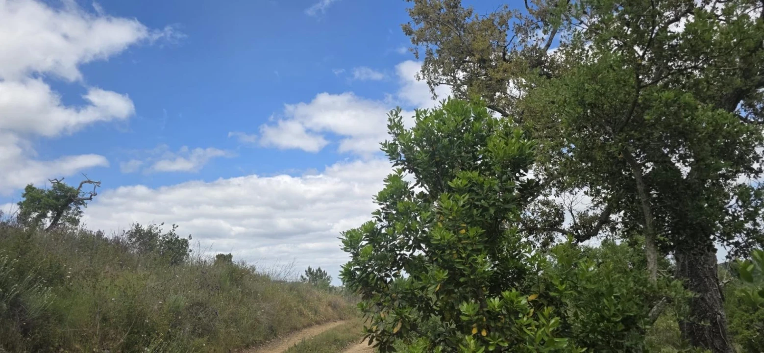 Moradia T1 para Venda em Grândola e Santa Margarida da Serra Foto 23