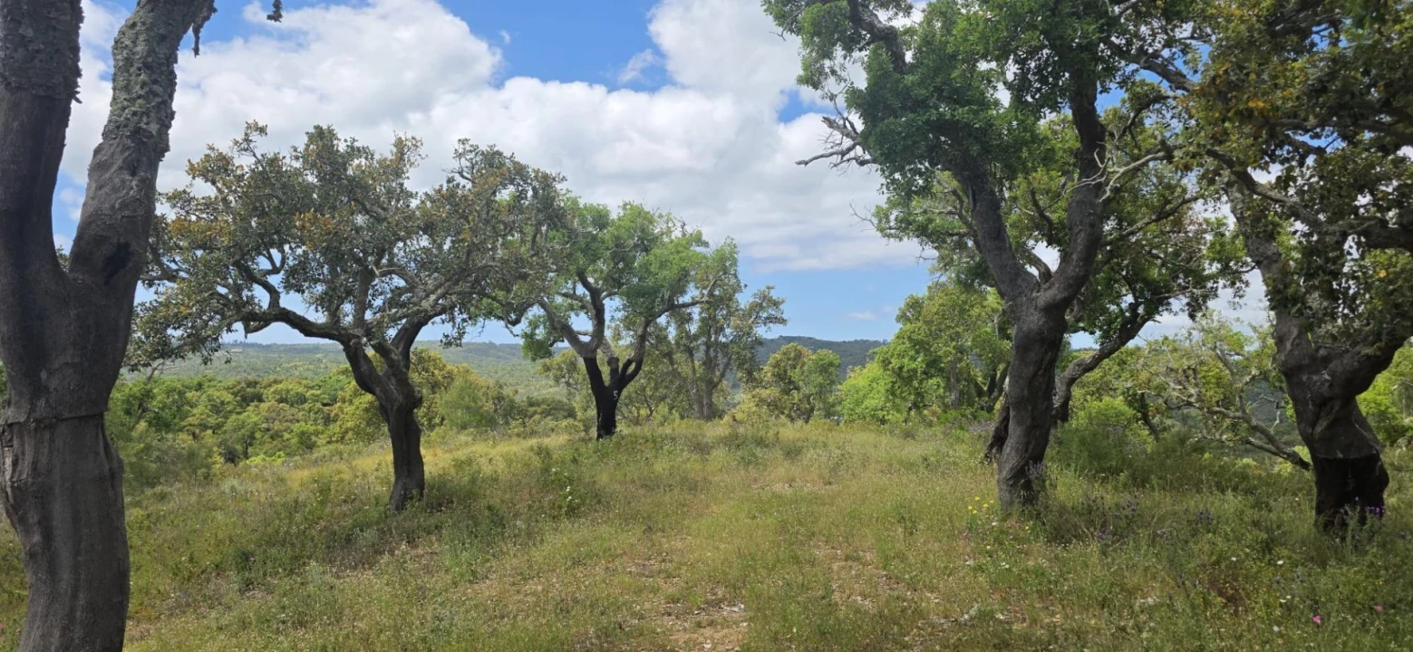 Moradia T1 para Venda em Grândola e Santa Margarida da Serra Foto 28
