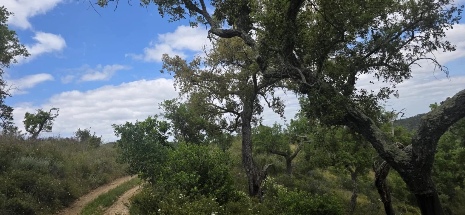 Moradia T1 para Venda em Grândola e Santa Margarida da Serra Foto 36