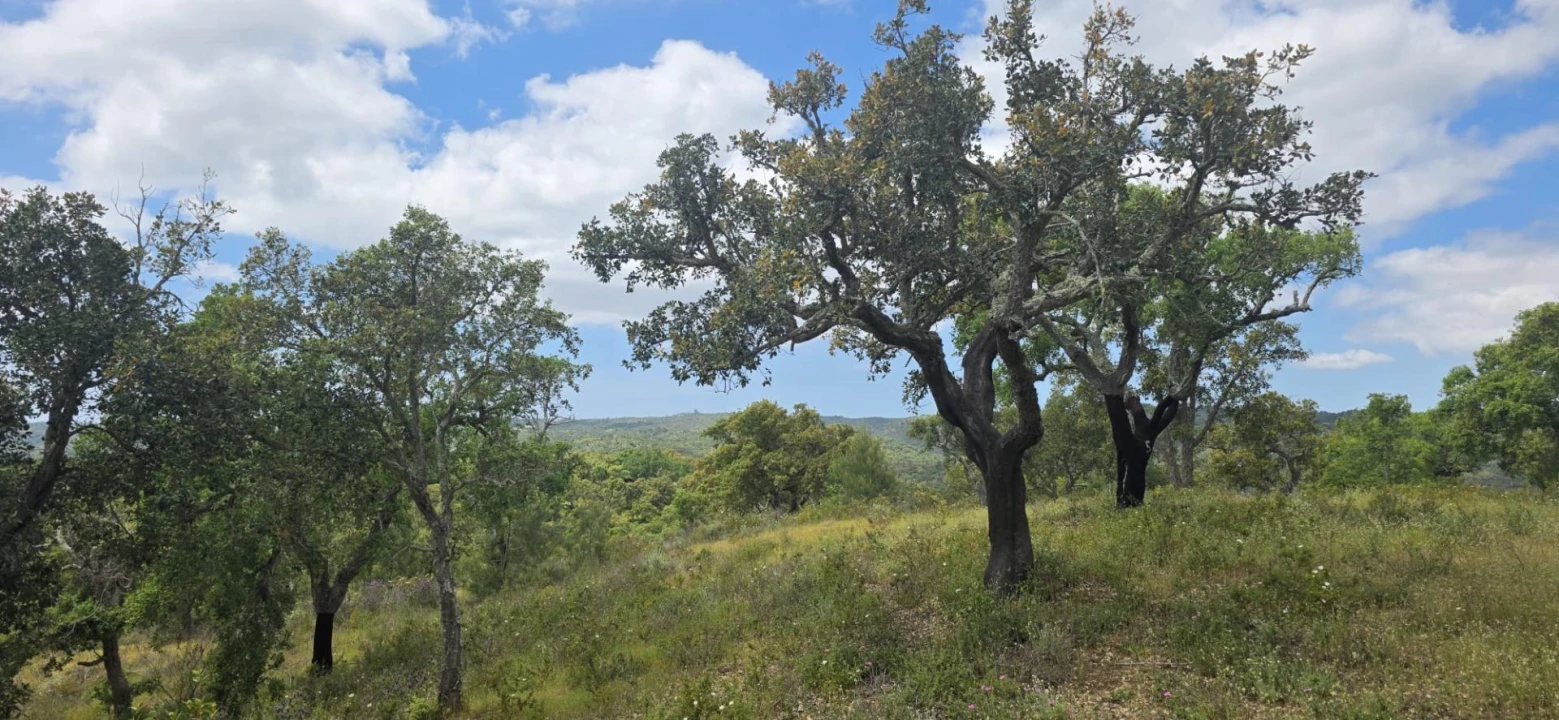 Moradia T1 para Venda em Grândola e Santa Margarida da Serra Foto 32