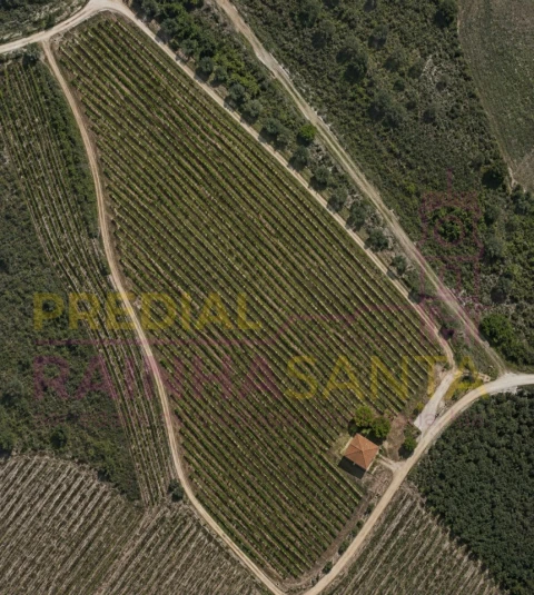 Terreno Agricola ou Rústico para Venda em Alpiarça