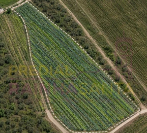 Terreno Agricola ou Rústico para Venda em Alpiarça