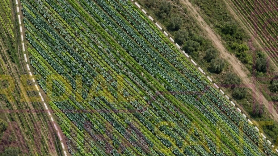 Terreno Agricola ou Rústico para Venda em Alpiarça