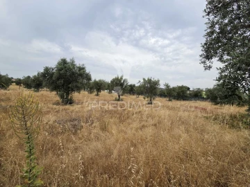 Terreno para Venda em Vila Nova da Barquinha