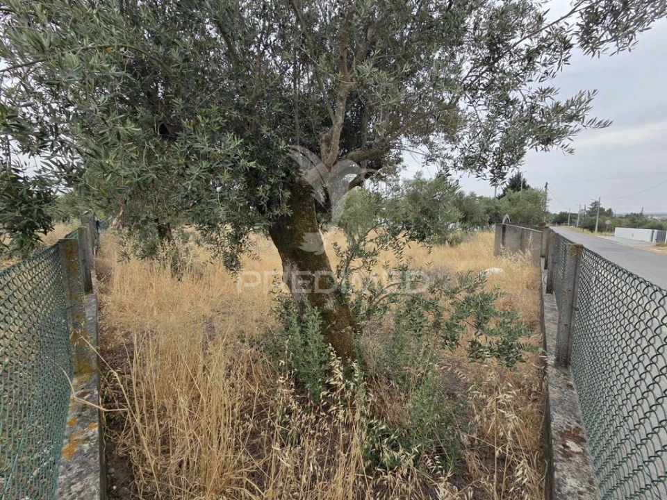 Terreno para Venda em Vila Nova da Barquinha Foto 11
