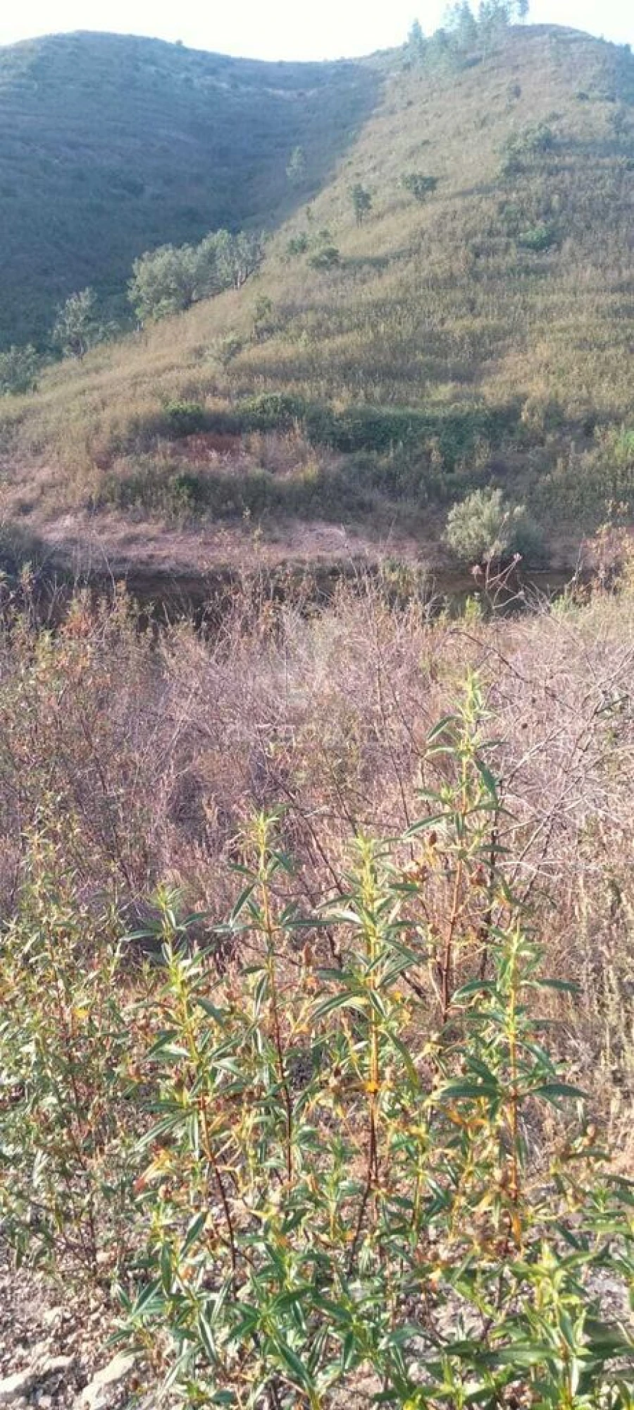 Terreno para Venda em São Marcos da Serra Foto 3