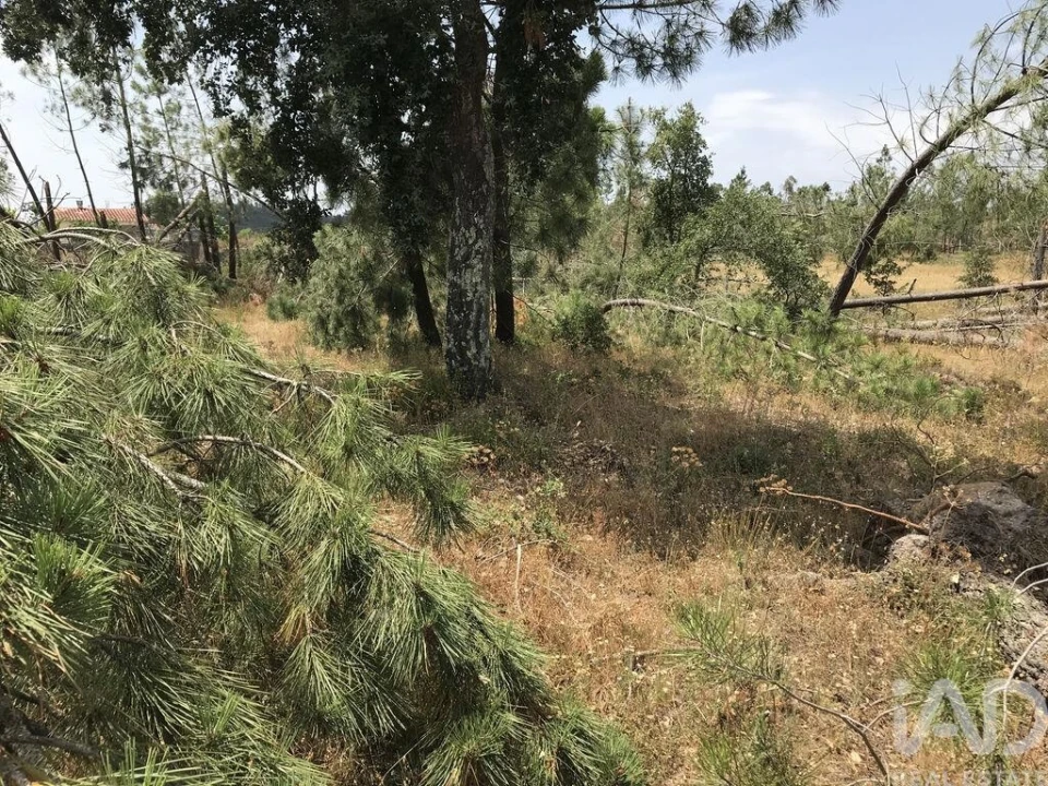 Terreno para Venda em Freixianda, Ribeira do Fárrio e Formigais Foto 19