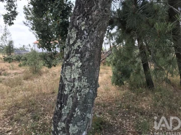 Terreno para Venda em Freixianda, Ribeira do Fárrio e Formigais