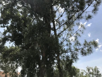 Terreno para Venda em Freixianda, Ribeira do Fárrio e Formigais