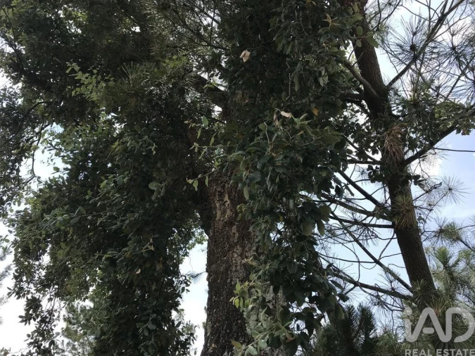 Terreno para Venda em Freixianda, Ribeira do Fárrio e Formigais Foto 16