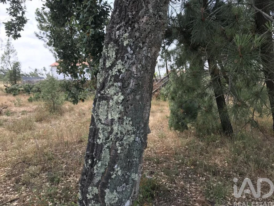Terreno para Venda em Freixianda, Ribeira do Fárrio e Formigais Foto 17