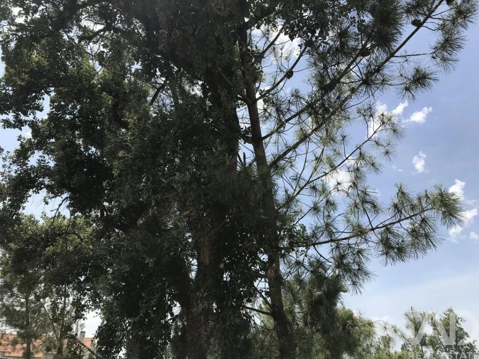 Terreno para Venda em Freixianda, Ribeira do Fárrio e Formigais Foto 15