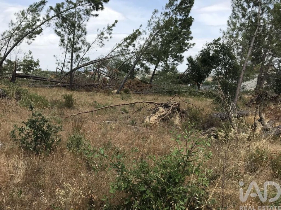 Terreno para Venda em Freixianda, Ribeira do Fárrio e Formigais Foto 21