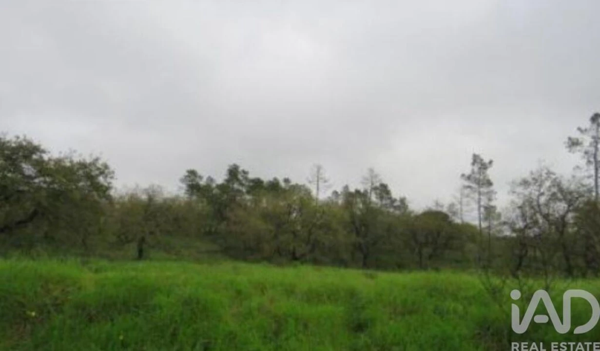 Terreno para Venda em São Pedro de Tomar Foto 3