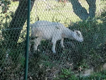 Quinta T5 para Venda em Bucelas