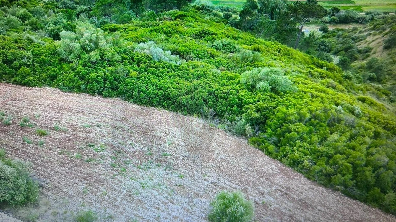 Terreno para Venda em Igreja Nova e Cheleiros Foto 12