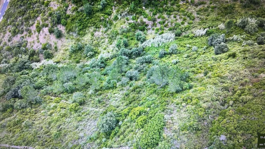 Terreno para Venda em Igreja Nova e Cheleiros Foto 2