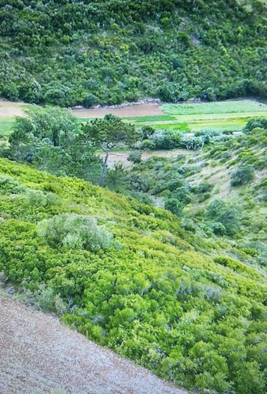 Terreno para Venda em Igreja Nova e Cheleiros Foto 6