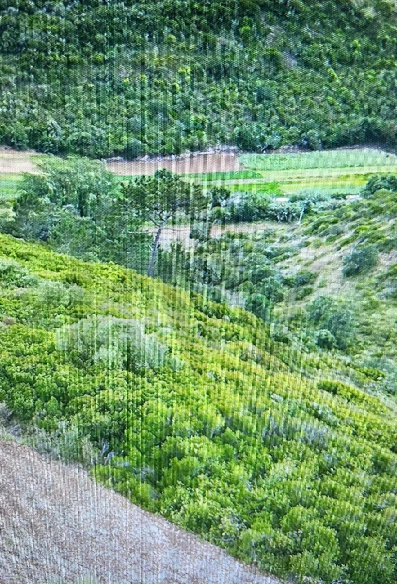 Terreno para Venda em Igreja Nova e Cheleiros Foto 6